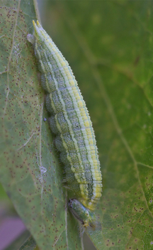 Tawny Emperor caterpillar